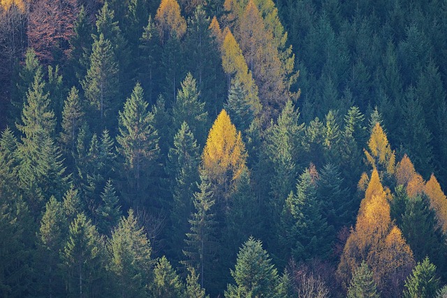 Agricultural land expansion affecting forest areas