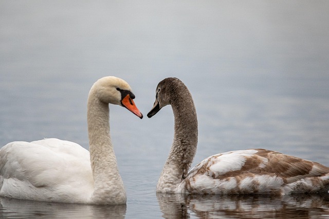 Local community members engaged in forest restoration