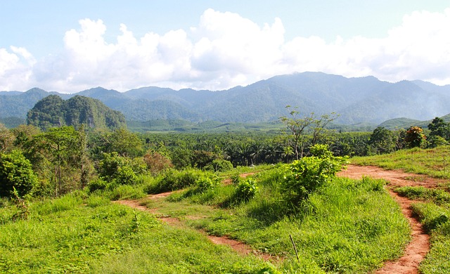 Deforested landscape showing forest loss and cleared land