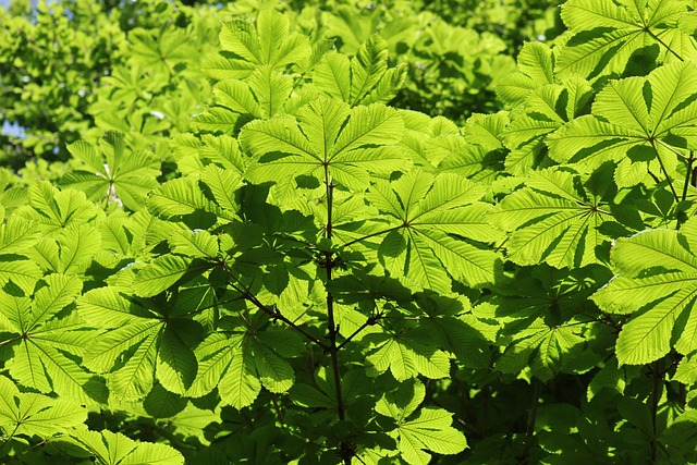 Newly planted trees in reforestation project area