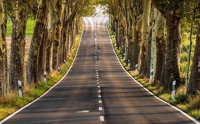 Local community members engaged in forest restoration