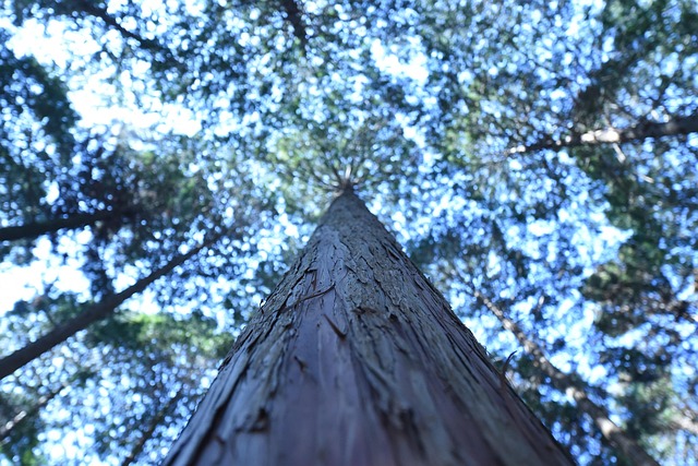 Drone technology used for forest monitoring and tree planting