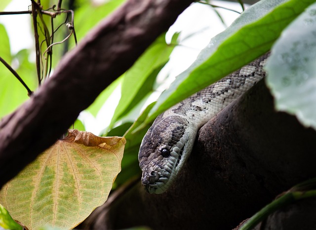 Agricultural land expansion affecting forest areas