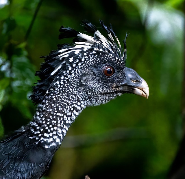 Forest fire prevention and restoration challenges