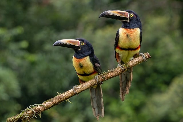 Indigenous people protecting forest land