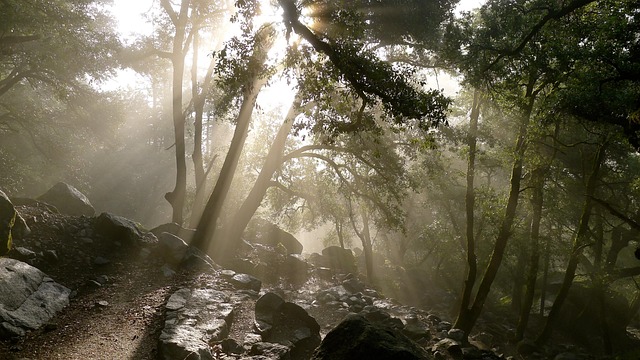 Drone technology used for forest monitoring and tree planting