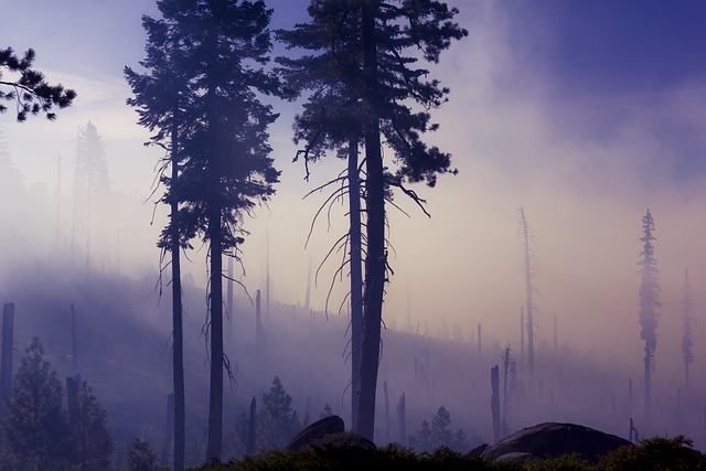 Agricultural land expansion affecting forest areas