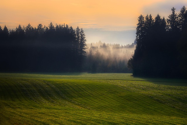 Government officials discussing forest conservation policy