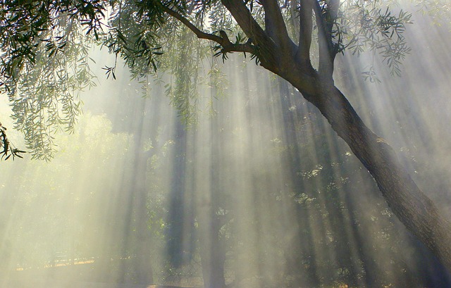 Forest fire prevention and restoration challenges