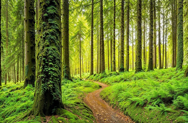 Indigenous people protecting forest land