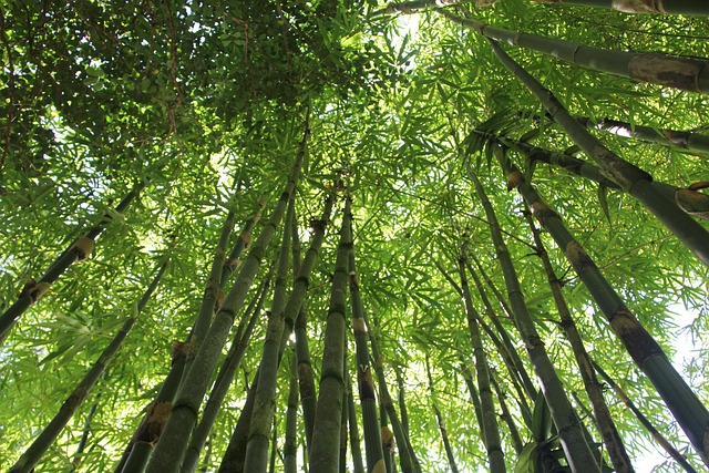 Drone technology used for forest monitoring and tree planting