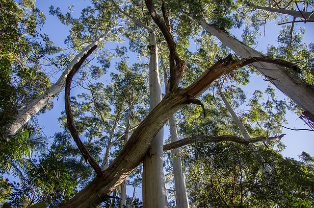Local community members engaged in forest restoration