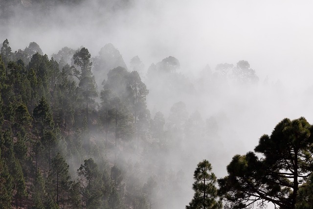 Indigenous people protecting forest land