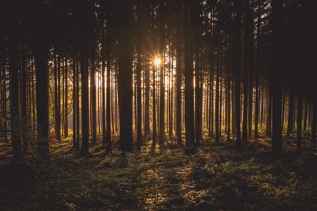 Agricultural land expansion affecting forest areas