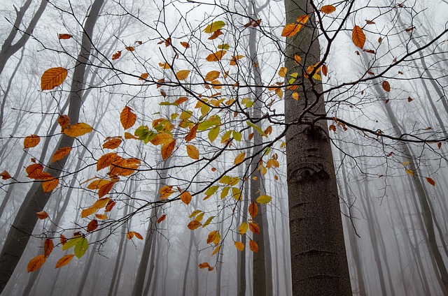 Local community members engaged in forest restoration