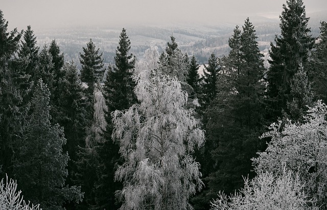 Deforested landscape showing forest loss and cleared land