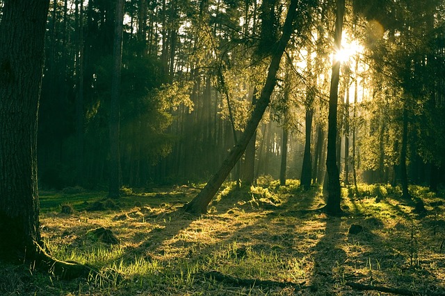 Drone technology used for forest monitoring and tree planting