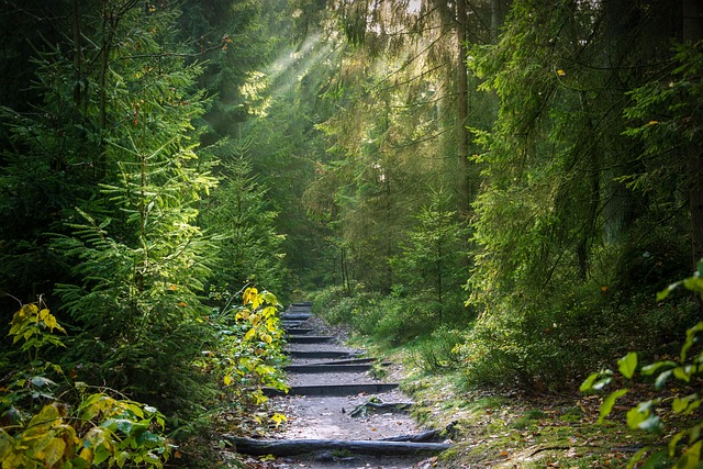 Government officials discussing forest conservation policy