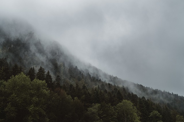 Forest fire prevention and restoration challenges