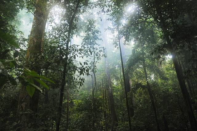 Government officials discussing forest conservation policy