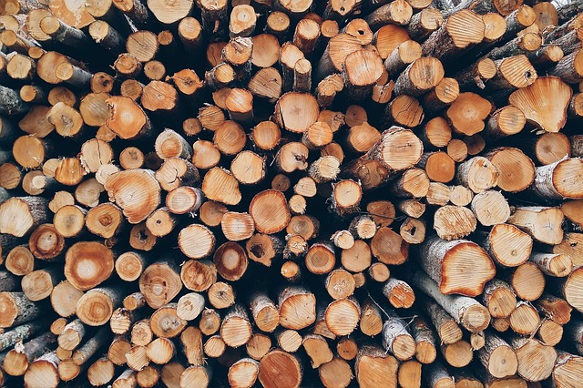 Government officials discussing forest conservation policy