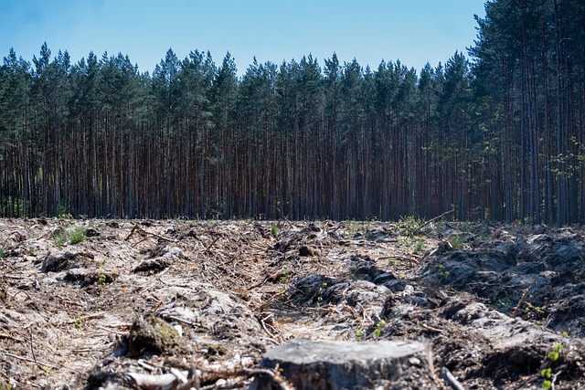 Local community members engaged in forest restoration