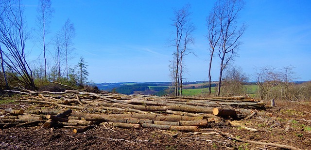 Forest fire prevention and restoration challenges