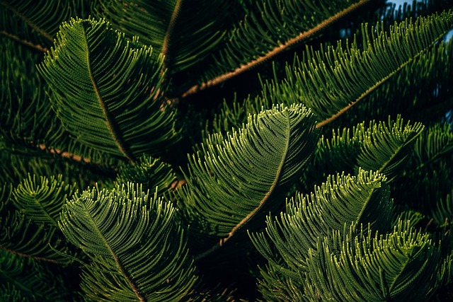 Agricultural land expansion affecting forest areas
