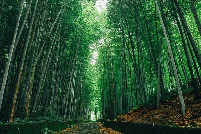 Newly planted trees in reforestation project area