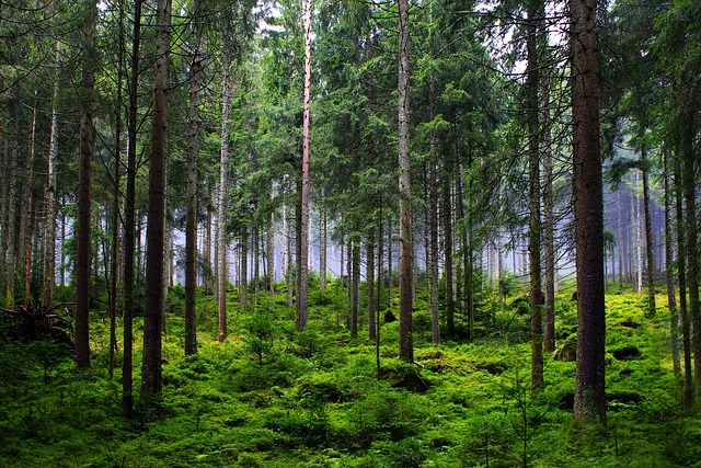 Indigenous people protecting forest land