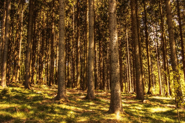 Drone technology used for forest monitoring and tree planting
