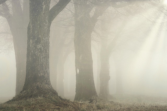 Government officials discussing forest conservation policy