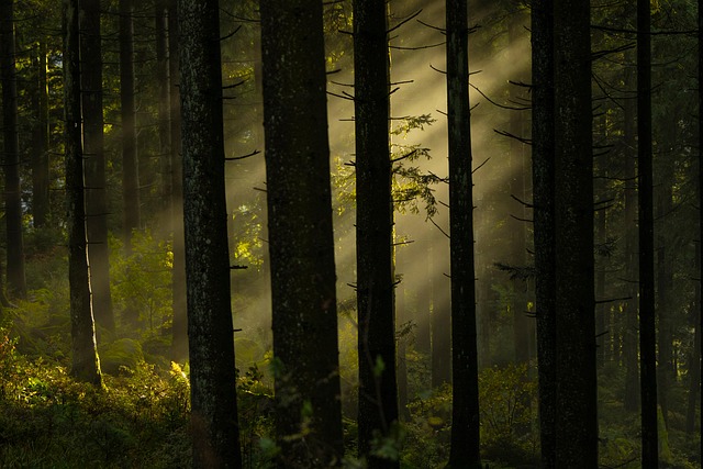 Forest fire prevention and restoration challenges