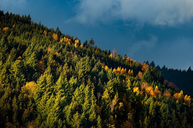 Deforested landscape showing forest loss and cleared land