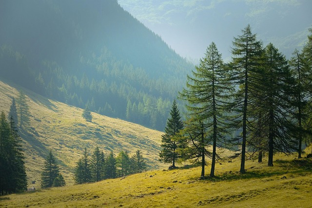 Drone technology used for forest monitoring and tree planting