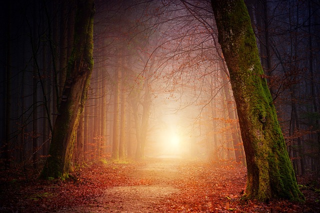 Government officials discussing forest conservation policy