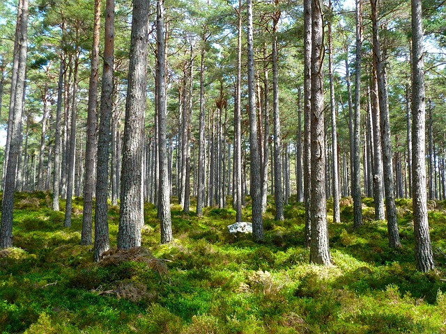 Local community members engaged in forest restoration