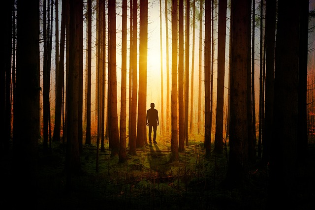 Forest fire prevention and restoration challenges
