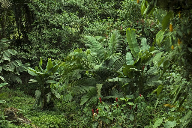 Agricultural land expansion affecting forest areas