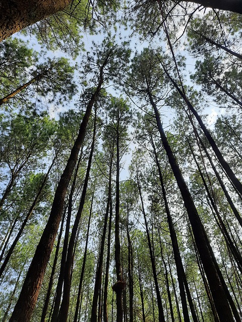 Indigenous people protecting forest land
