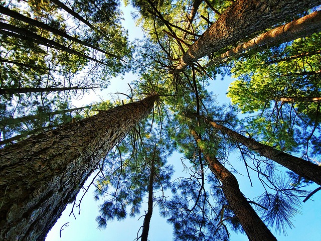 Local community members engaged in forest restoration