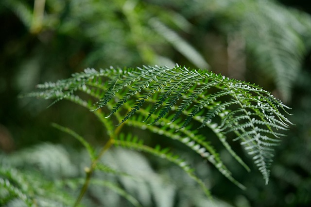 Agricultural land expansion affecting forest areas