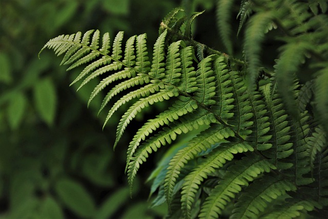 Government officials discussing forest conservation policy