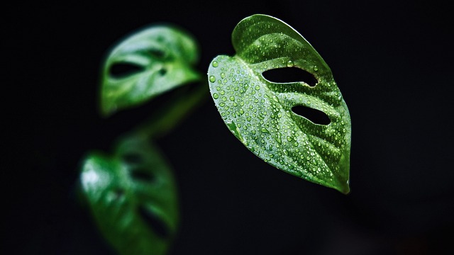 Forest fire prevention and restoration challenges