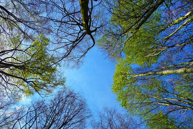 Government officials discussing forest conservation policy