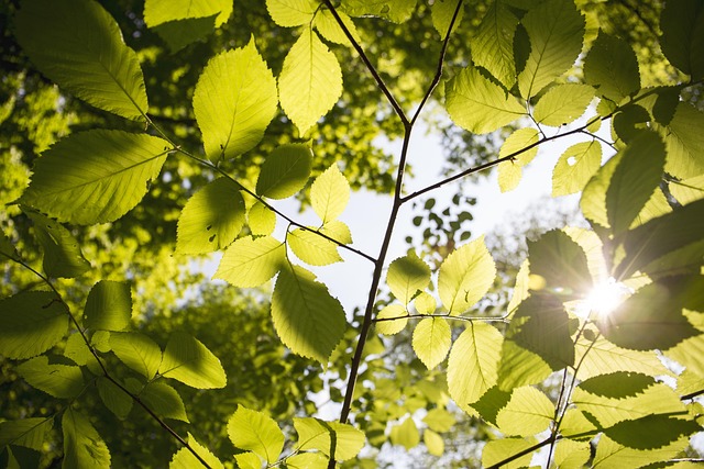 Local community members engaged in forest restoration