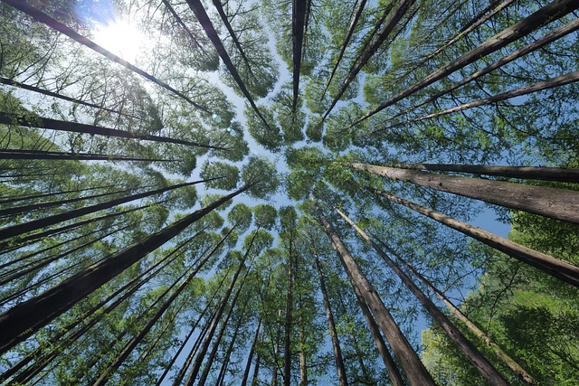 Forest fire prevention and restoration challenges