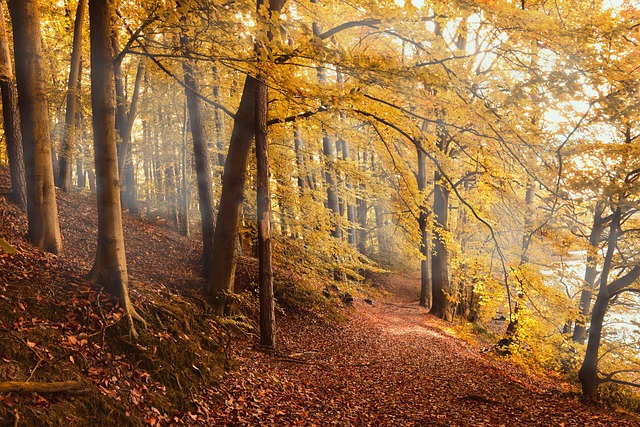 Government officials discussing forest conservation policy