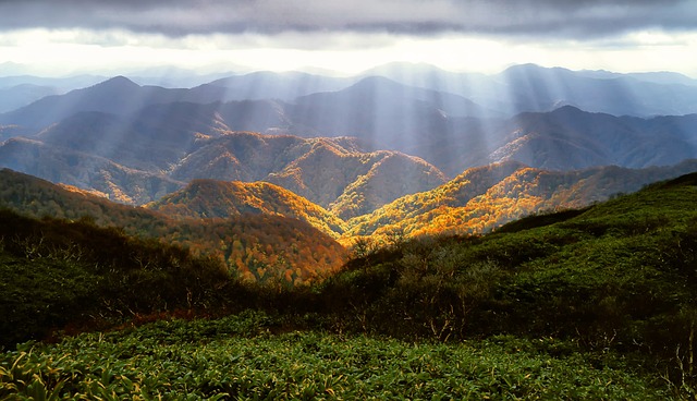 Local community members engaged in forest restoration