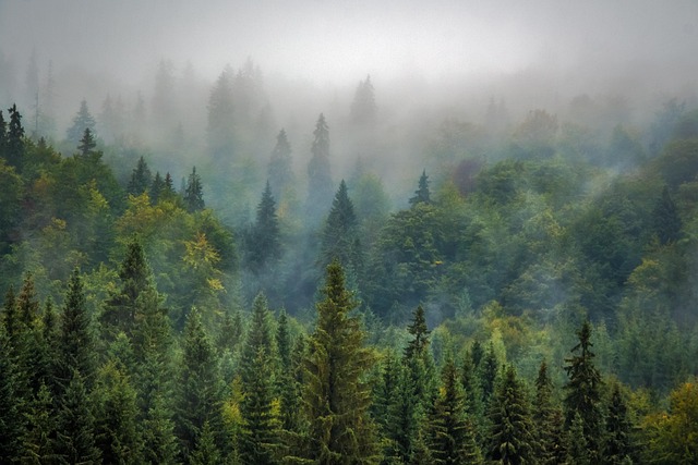 Government officials discussing forest conservation policy